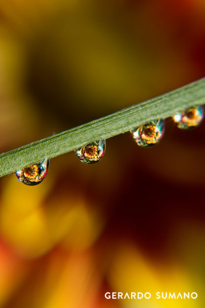 gerardo-sumano-still-life-photography-water-drop-macro-close-up-2