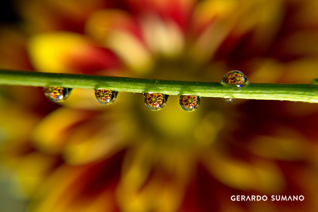 gerardo-sumano-still-life-photography-water-drop-macro-close-up-3