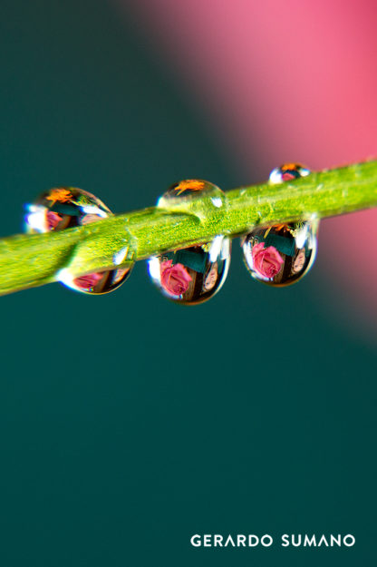 gerardo-sumano-still-life-photography-water-drop-macro-close-up-4