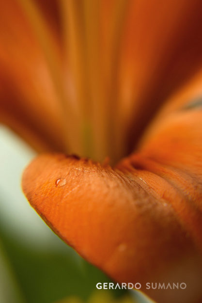 gerardo-sumano-still-life-photography-water-drop-macro-close-up-5